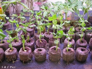 Seedlings grown in jiffy pots on a capillary table